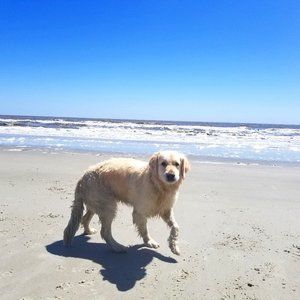 🌸Meet🌈your🎀Posher💕🦮